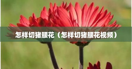 怎样切猪腰花（怎样切猪腰花视频）