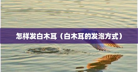 怎样发白木耳（白木耳的发泡方式）