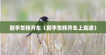 新手怎样开车（新手怎样开车上高速）