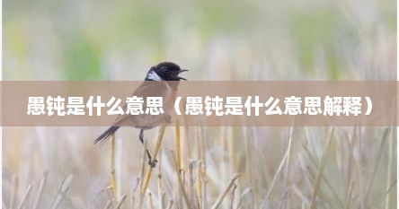 愚钝是什么意思（愚钝是什么意思解释）