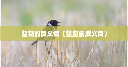 坚韧的反义词（坚坚的反义词）