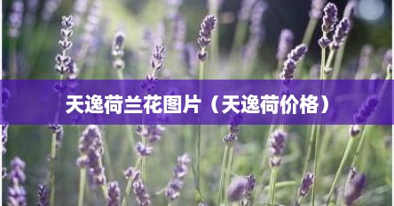 天逸兰花价格（天逸参数价格）