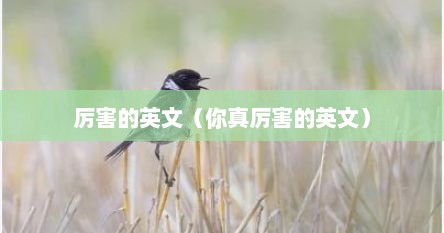 厉害的英文（你真厉害的英文）
