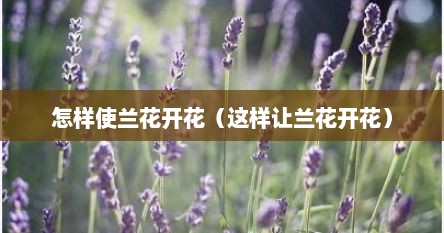 怎样使兰花开花（这样让兰花开花）