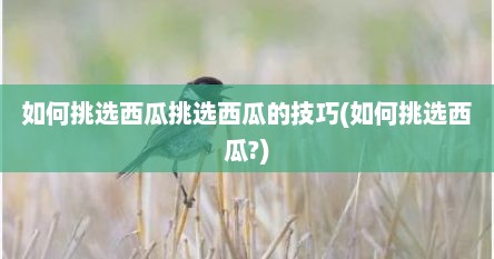 如何挑选西瓜挑选西瓜的技巧(如何挑选西瓜?)