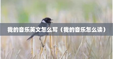 我的音乐英文怎么写（我的音乐怎么读）