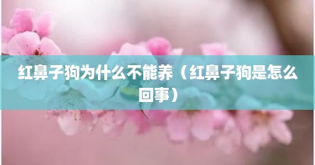 红鼻子狗为什么不能养（红鼻子狗是怎么回事）