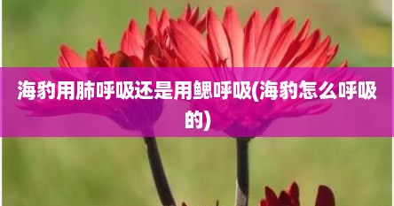 海豹用肺呼吸还是用鳃呼吸(海豹怎么呼吸的)