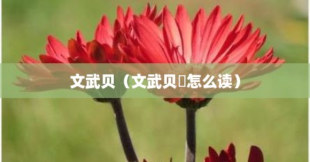 文武贝（文武贝赟怎么读）