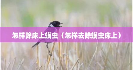 怎样除床上螨虫（怎样去除螨虫床上）