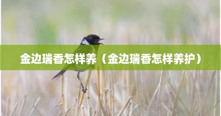 金边瑞香怎样养（金边瑞香怎样养护）