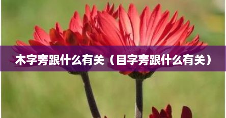 木字旁跟什么有关（目字旁跟什么有关）