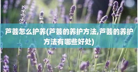 芦荟怎么护养(芦荟的养护方法,芦荟的养护方法有哪些好处)