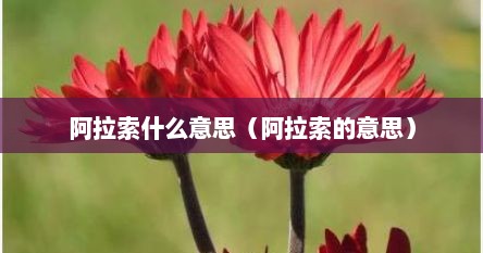 阿拉索什么意思（阿拉索的意思）