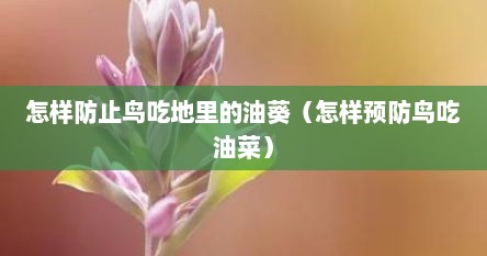 怎样防止鸟吃地里的油葵（怎样预防鸟吃油菜）