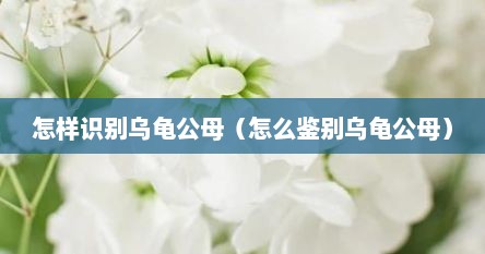 怎样识别乌龟公母（怎么鉴别乌龟公母）
