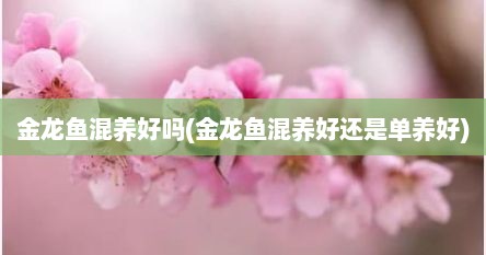 金龙鱼混养好吗(金龙鱼混养好还是单养好)