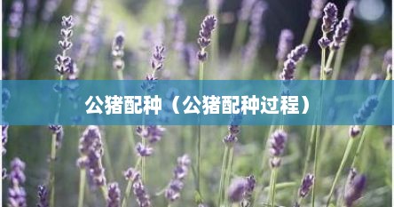 公猪配种（公猪配种过程）