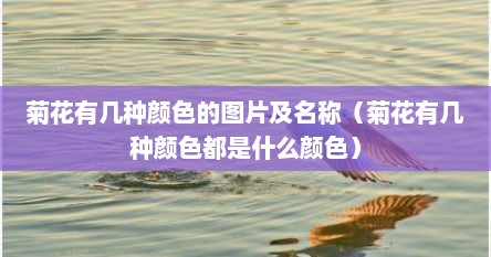 菊花有几种颜色的图片及名称（菊花有几种颜色都是什么颜色）