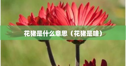 花猪是什么意思（花猪是啥）