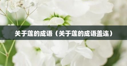 关于莲的成语（关于莲的成语盖连）