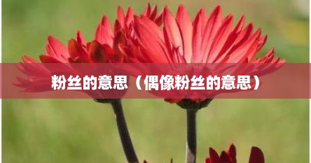 粉丝的意思（偶像粉丝的意思）