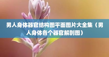 男人身体器官结构图平面图片大全集（男人身体各个器官解剖图）