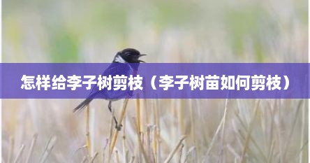 怎样给李子树剪枝（李子树苗如何剪枝）