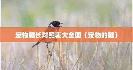 宠物腿长对照表大全图（宠物的腿）