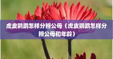 虎皮鹦鹉怎样分辨公母（虎皮鹦鹉怎样分辨公母和年龄）