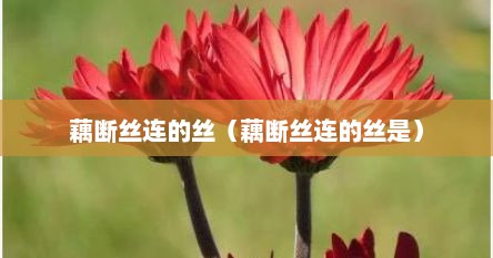 藕断丝连的丝（藕断丝连的丝是）