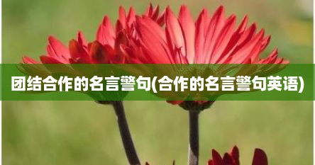 团结合作的名言警句(合作的名言警句英语)