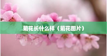 菊花长什么样（菊花图片）