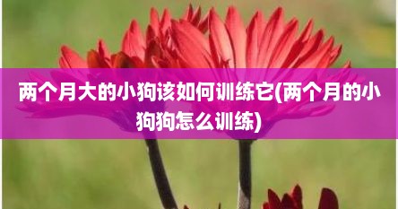 两个月大的小狗该如何训练它(两个月的小狗狗怎么训练)