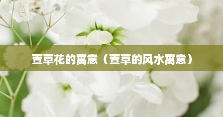 萱草花的寓意（萱草的风水寓意）
