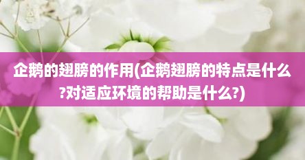 企鹅的翅膀的作用(企鹅翅膀的特点是什么?对适应环境的帮助是什么?)