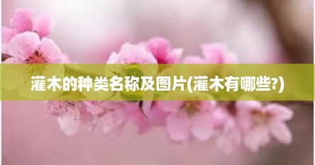 灌木的种类名称及图片(灌木有哪些?)