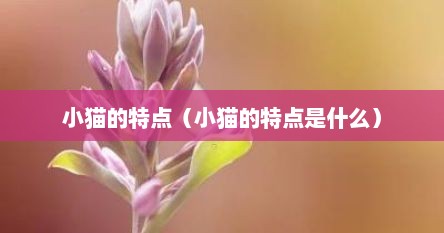 小猫的特点（小猫的特点是什么）