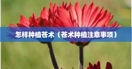 怎样种植苍术（苍术种植注意事项）