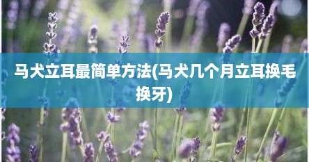 马犬立耳最简单方法(马犬几个月立耳换毛换牙)