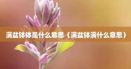 满盆钵体是什么意思（满盆钵满什么意思）