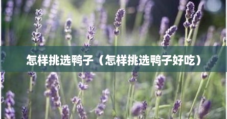 怎样挑选鸭子（怎样挑选鸭子好吃）
