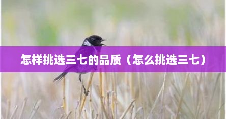 怎样挑选三七的品质（怎么挑选三七）