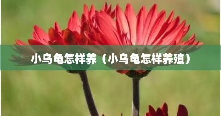小乌龟怎样养（小乌龟怎样养殖）