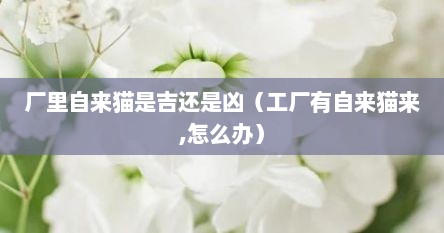 厂里自来猫是吉还是凶（工厂有自来猫来,怎么办）