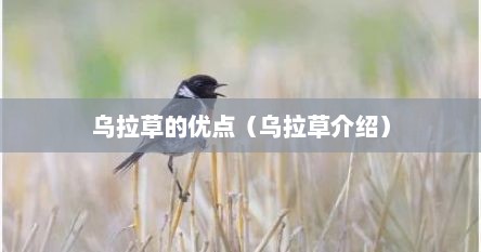 乌拉草的优点（乌拉草介绍）