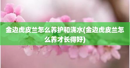金边虎皮兰怎么养护和浇水(金边虎皮兰怎么养才长得好)