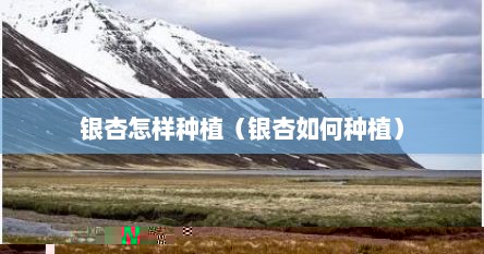 银杏怎样种植（银杏如何种植）