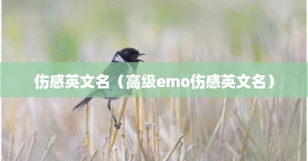伤感英文名（高级emo伤感英文名）