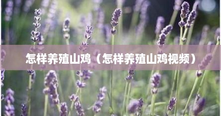 怎样养殖山鸡（怎样养殖山鸡视频）